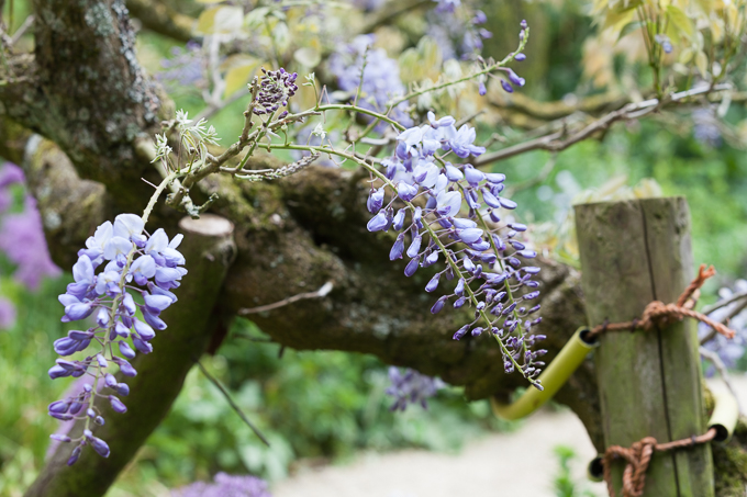 Hidcote 2015 (24)